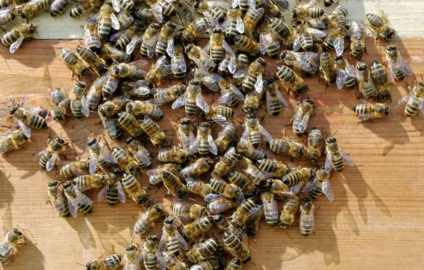 Gestripte bijen. — Stockfoto