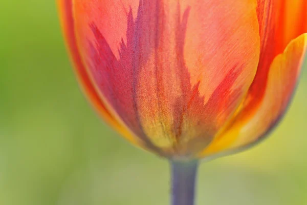 Coupe tulipe . — Photo