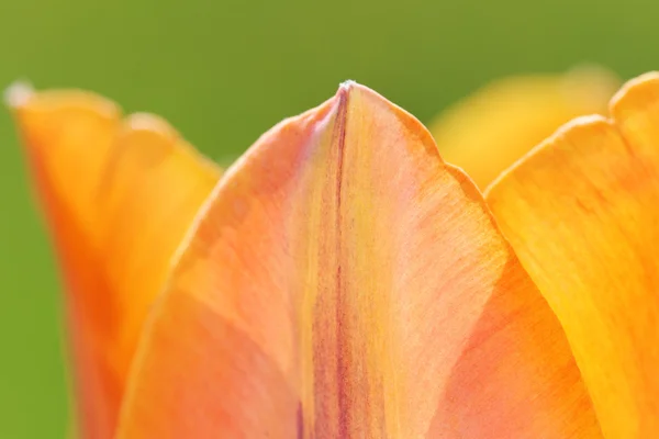 Parte da tulipa . — Fotografia de Stock