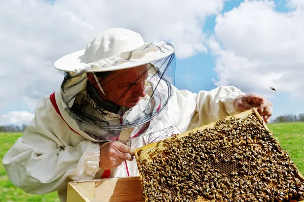 Apiarista y marco con abejas . — Foto de Stock