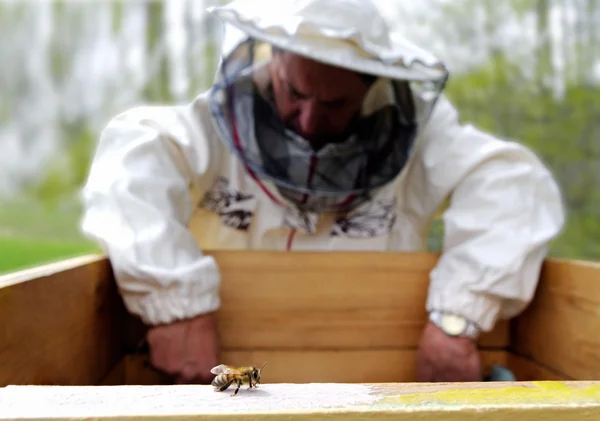 Apiarista e abelha . — Fotografia de Stock