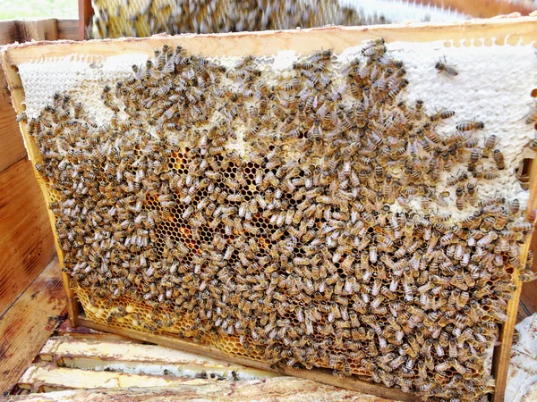 Fleißige Bienen. — Stockfoto
