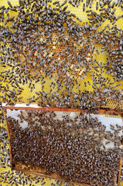 Drukke bijen. — Stockfoto