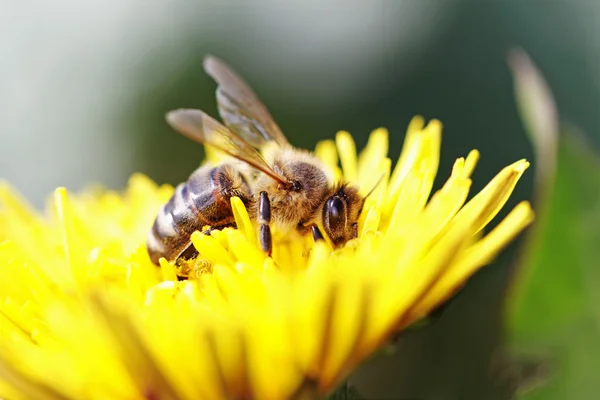 Pracovní včela. — Stock fotografie