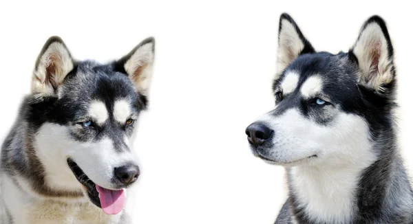 Две собаки. — стоковое фото