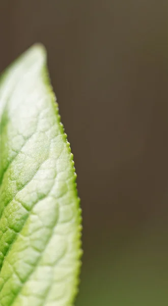 Half of leaf. — Stock Photo, Image