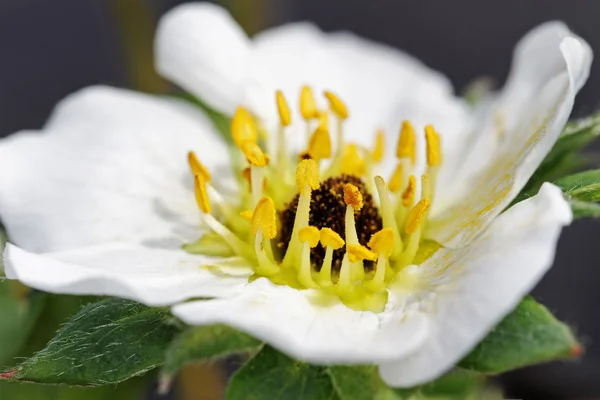 Srtawberry의 프 로스트 결함 꽃. — 스톡 사진