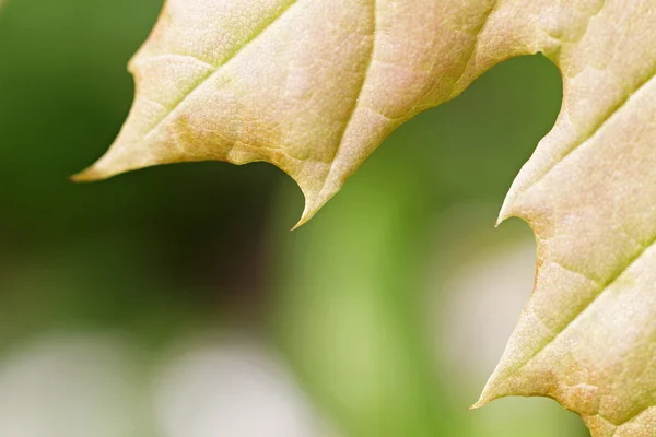 カエデの葉の一部. — ストック写真