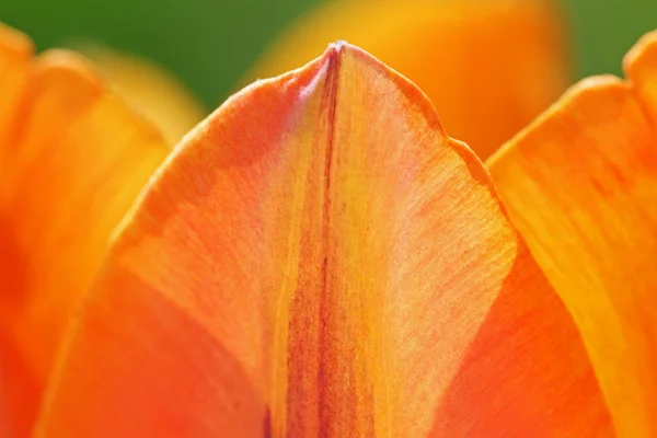 Część tulipan. — Zdjęcie stockowe
