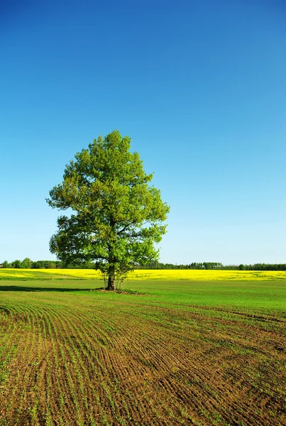 Strom na pozemku. — Stock fotografie