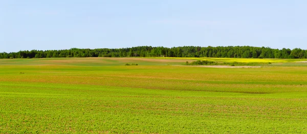 Field. — Stock Photo, Image