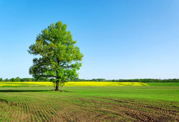 Ett träd på fältet. — Stockfoto