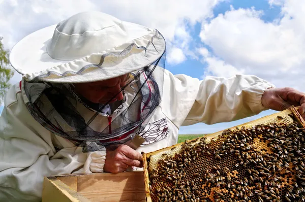 Práce včelaře. Stock Fotografie