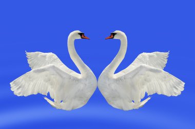 Two swans. clipart