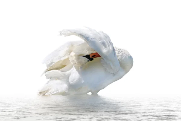 White swan. — Stock Photo, Image