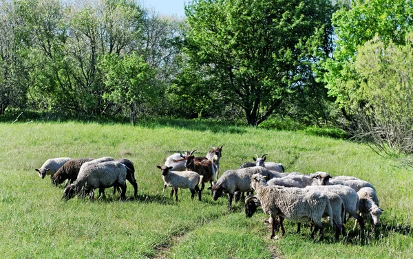 Stádo ovcí. — Stock fotografie