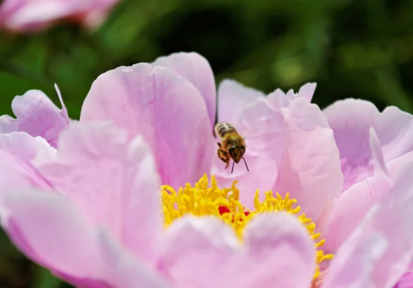 Bee vliegen boven roze pioen. — Stockfoto