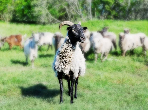 O keçi için göksel mutluluk. — Stok fotoğraf