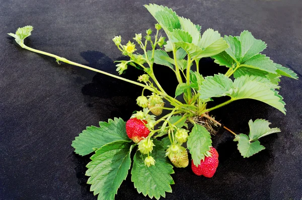 Rostoucí strawbery. — Stock fotografie