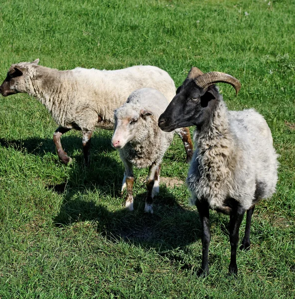 3 つの羊. — ストック写真