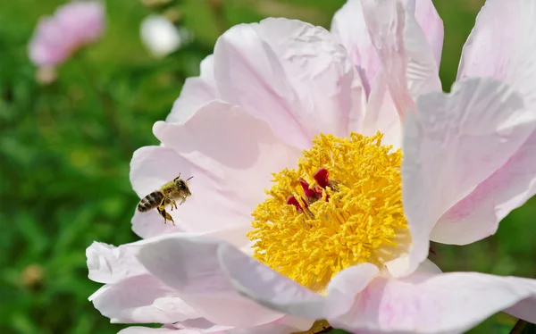 Bijen in de tuin. — Stockfoto