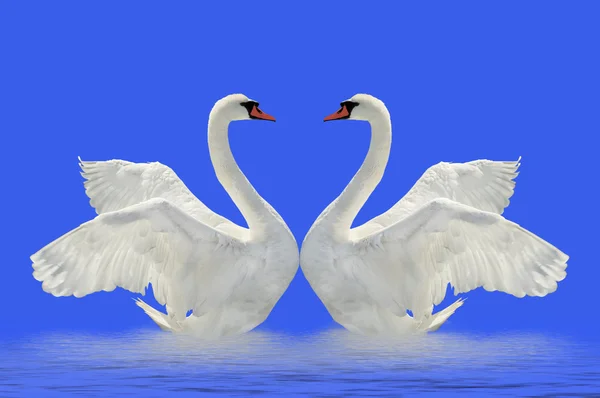 Dois cisnes . — Fotografia de Stock