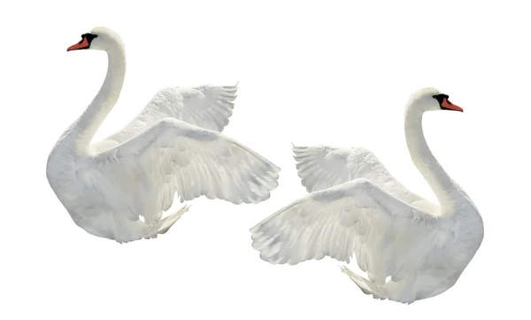 Two swans. — Stock Photo, Image