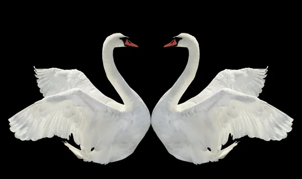 Dois cisnes . — Fotografia de Stock