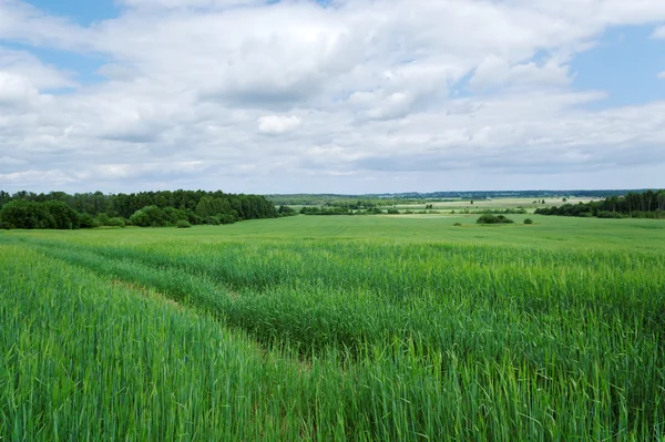 小麦の成長. — ストック写真