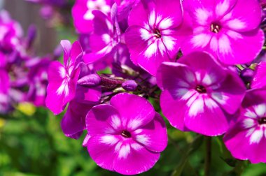 Phlox büyüyor.