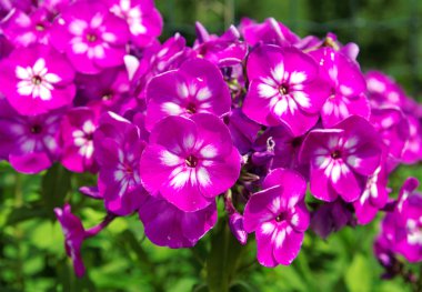 Lila phlox.