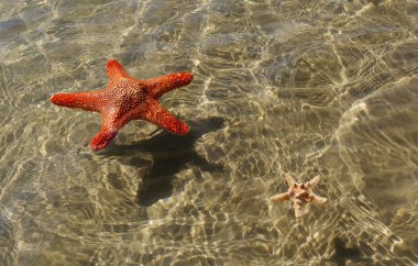 iki starfishes.