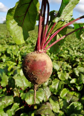 Beetroots alan.