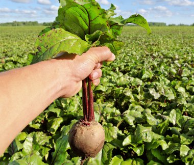 Field of the beetroot. clipart