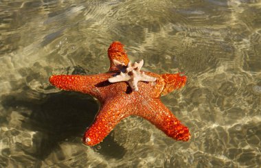Yüzme starfishes.