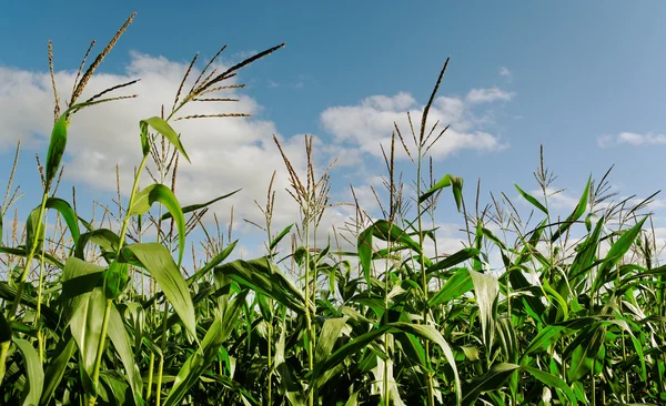 Föld a növekvő kukorica. — Stock Fotó