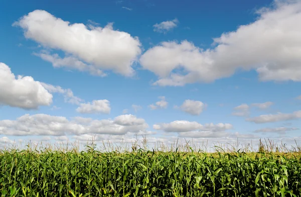 Ziemi uprawy kukurydzy. — Zdjęcie stockowe