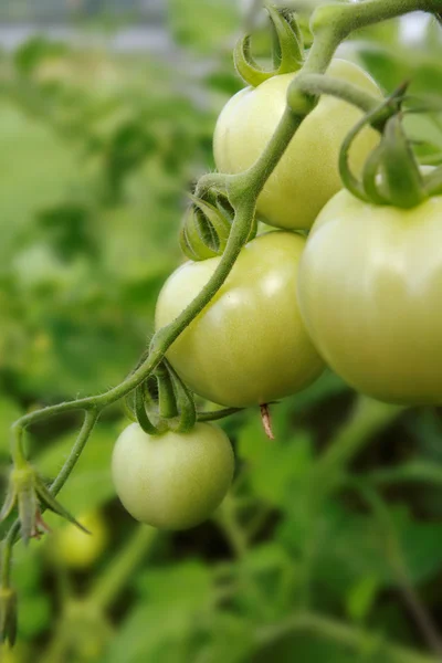 Cultivo de tomates . — Fotografia de Stock