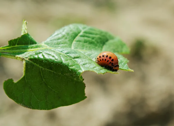 Larva de escarabajo colorado . —  Fotos de Stock