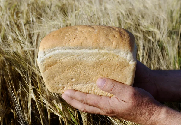 Chleb w dłoniach. — Zdjęcie stockowe