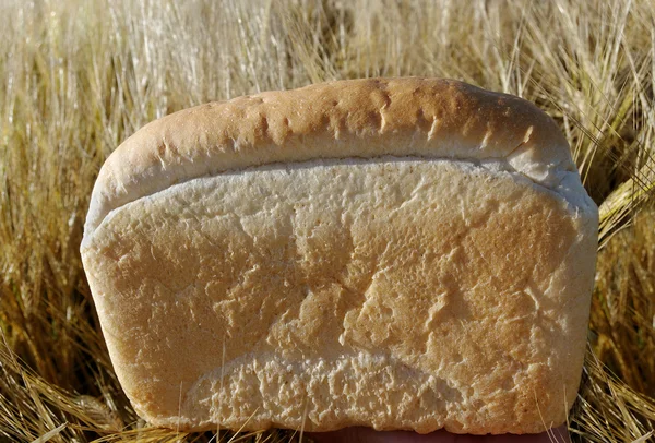 Gold bread. — Stock Photo, Image