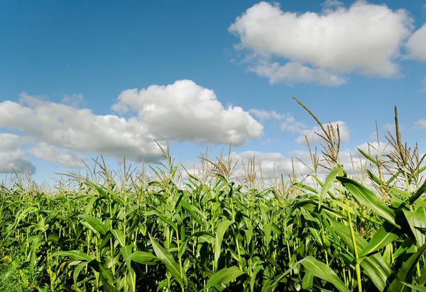 Growing corn. — Stock Photo, Image