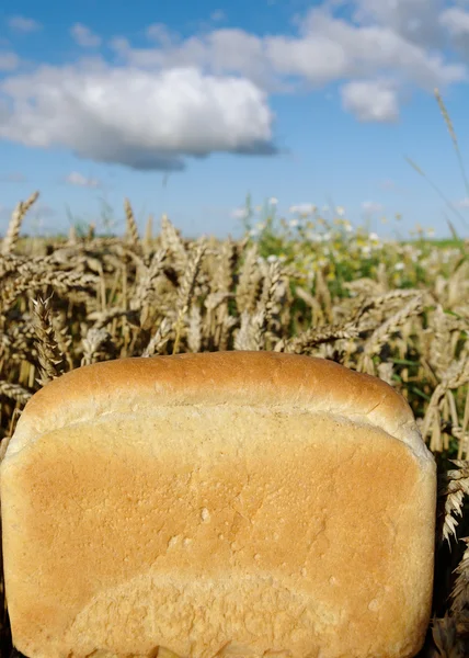 Ekmek ve arazi. — Stok fotoğraf