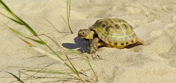 Turtle op een zand. — Stockfoto