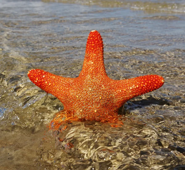 Starfish in een water. — Stockfoto