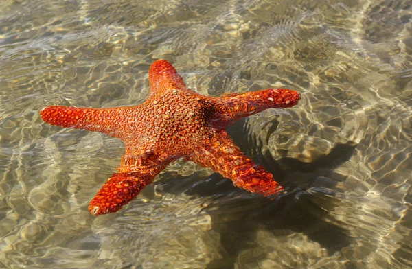 Starfish vakantie. — Stockfoto