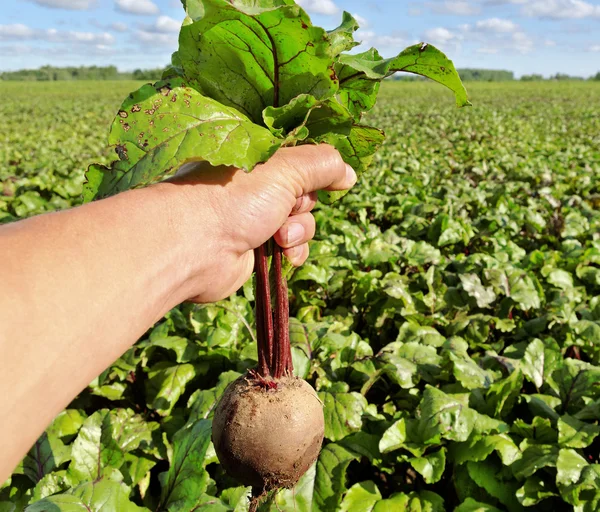 Field of the beetroot. — Stock Photo, Image