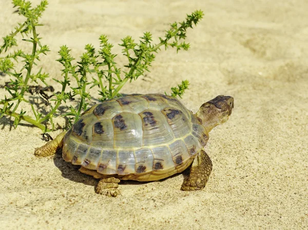 Schildpad en zeester op een zand. — Stockfoto