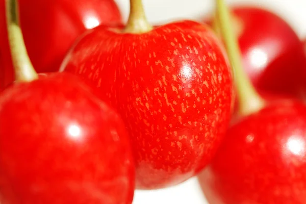 붉은 열매. — 스톡 사진