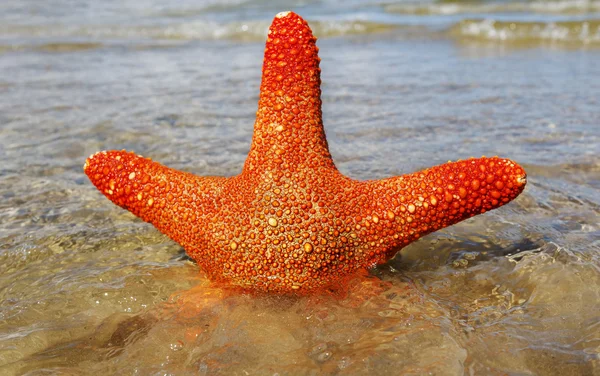Étoile de mer dans une eau . — Photo